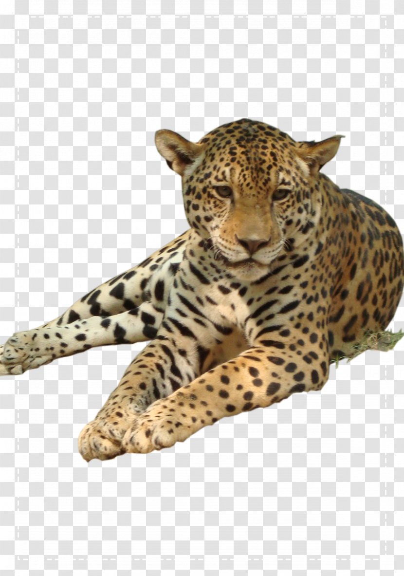 Leopard Clip Art - Big Cats - Cute Transparent PNG