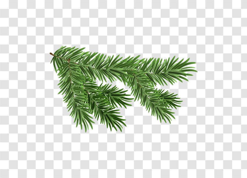 White Spruce Branch Royalty-free Clip Art - Royaltyfree - Tree Top View Transparent PNG