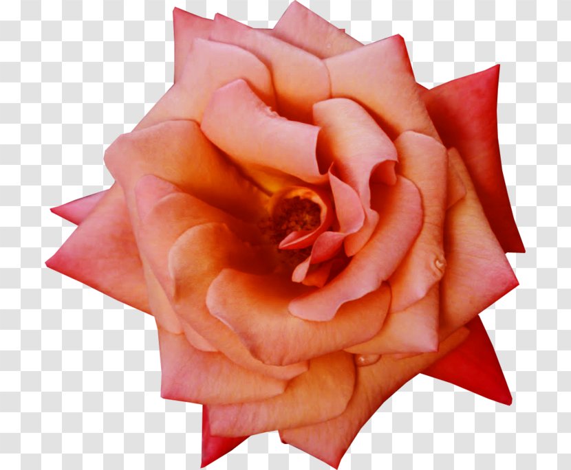 Garden Roses Flower Petal - Rose Family Transparent PNG