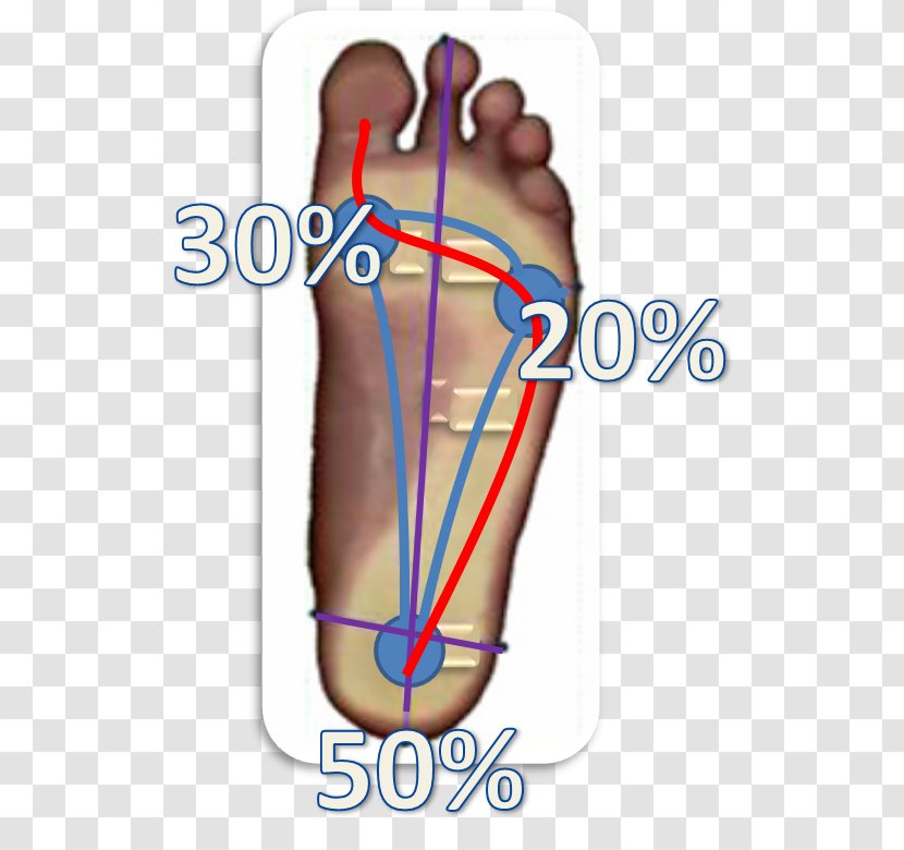 Thumb Esame Baropodometrico Foot Orthopaedics Metatarsal Bones - Watercolor Transparent PNG