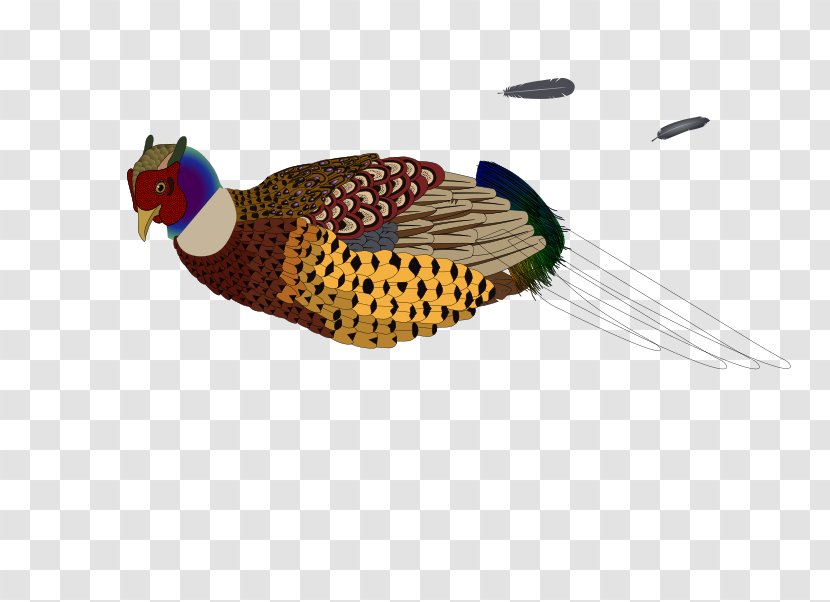 Bird Pheasant Clip Art - Free Content - Cliparts Transparent PNG