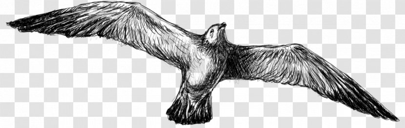 Bald Eagle Bird Feather Beak Vulture Transparent PNG