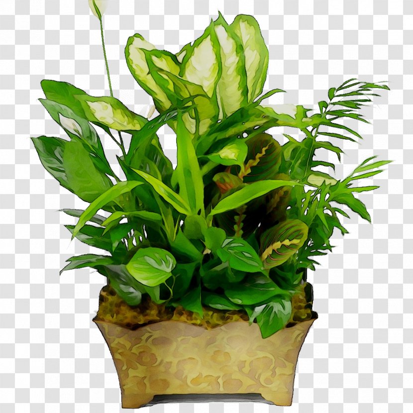 Houseplant Flowerpot Leaf Plants Plant Stem - Anthurium - Flowering Transparent PNG