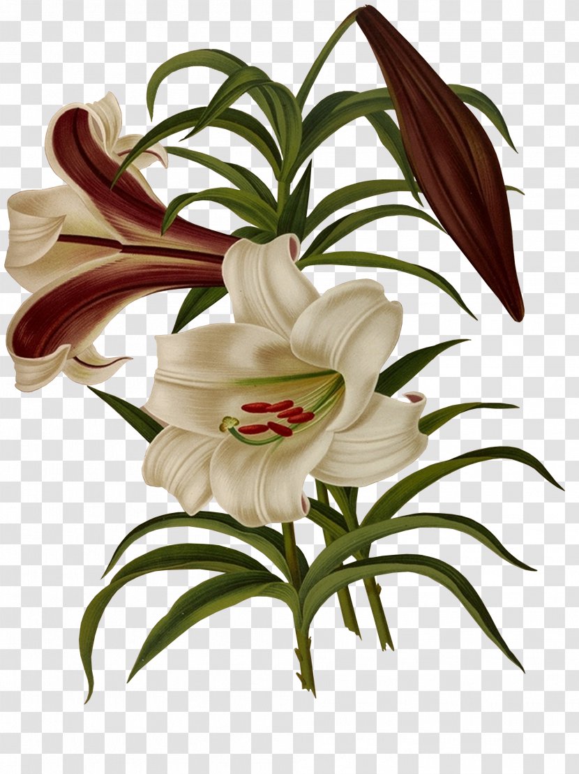 Lilium Brownii Flower - Cut Flowers - Painted Lily Transparent PNG