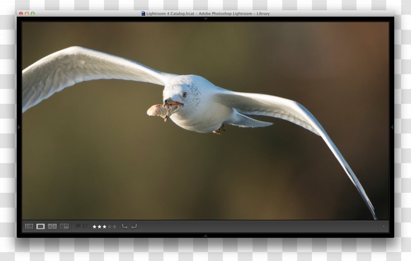 Beak Fauna Seabird Feather Transparent PNG