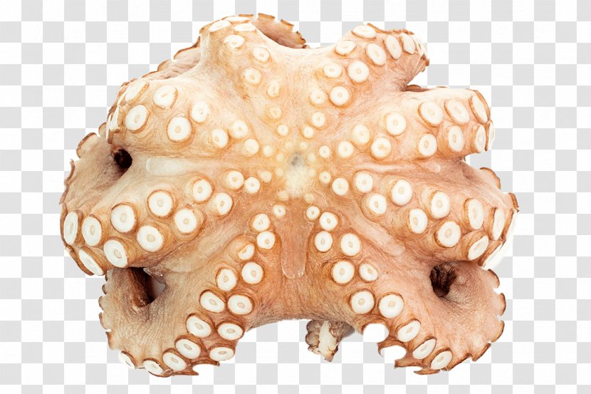 Octopus Cephalopod - The Milk Fish Transparent PNG