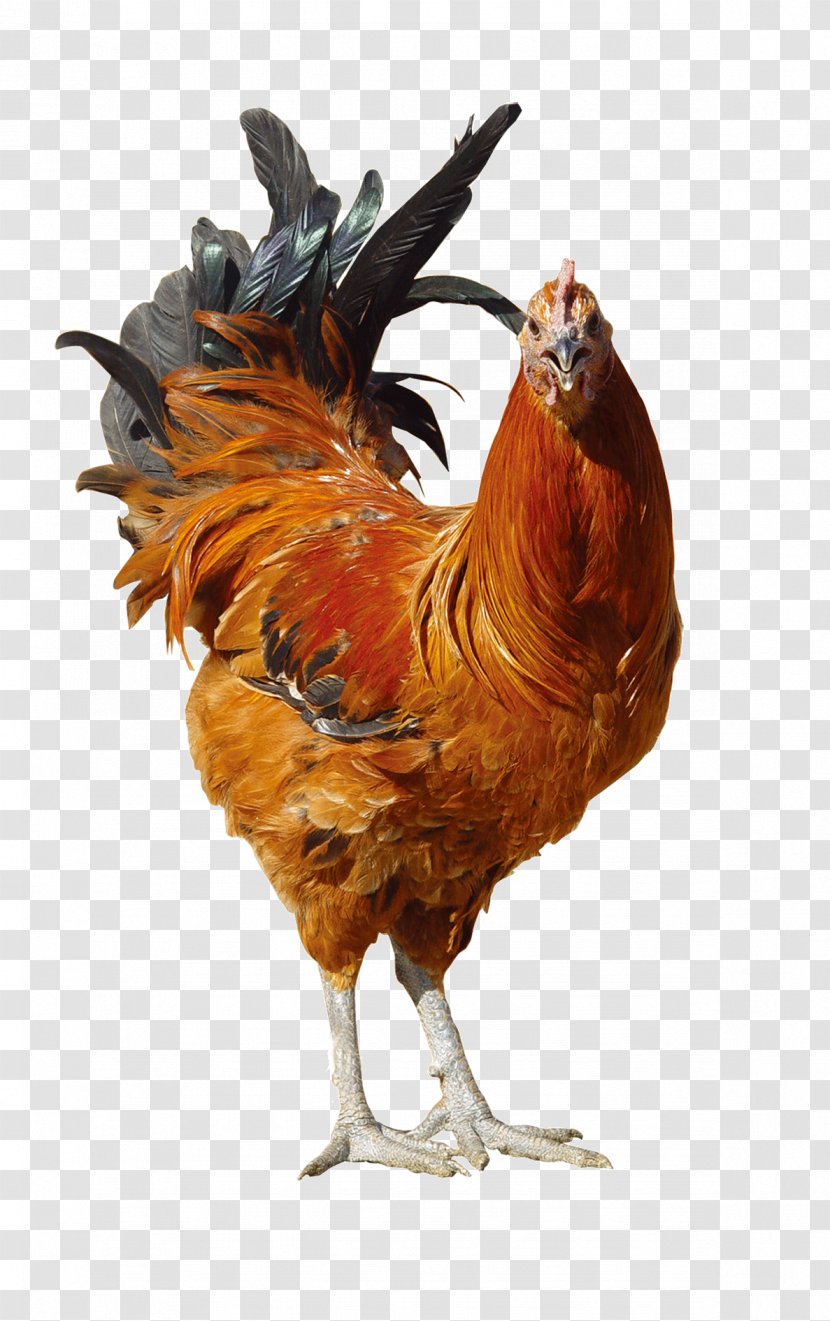 Rooster Fried Chicken - Galliformes - Animal Transparent PNG