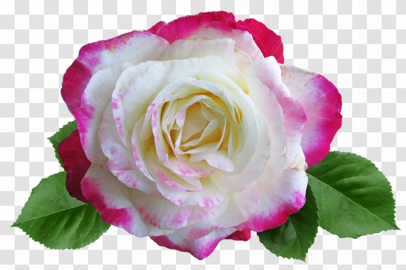 Garden Roses Cabbage Rose China Floribunda Rosa 'Double Delight' - Gold Transparent PNG