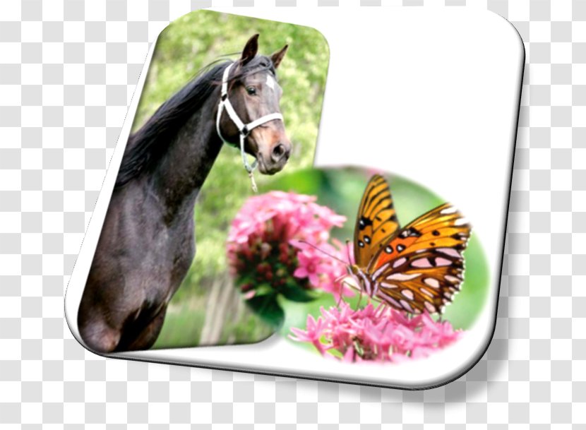 Butterfly Mustang Uma Paixao Sentida Halter Insect Transparent PNG