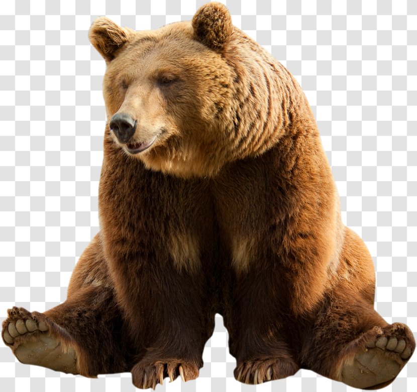 Brown Bear Clip Art - Stock Photography Transparent PNG