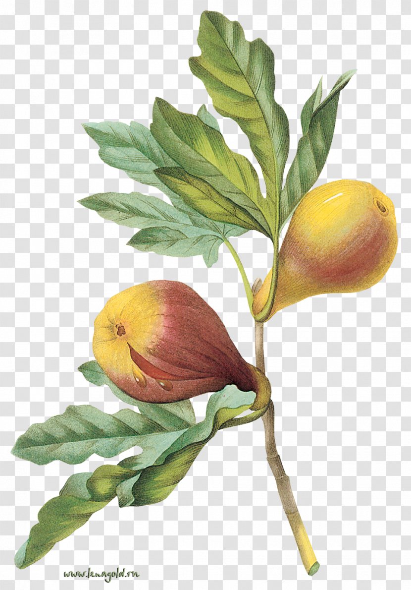 Common Fig Fruit Tree - Trees Transparent PNG