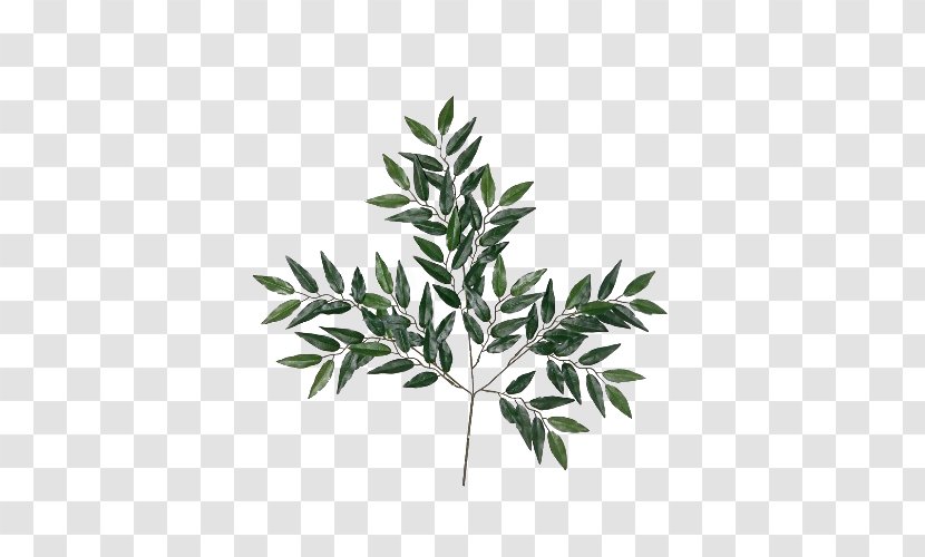 Eucalyptus Globulus Robusta Oil Essential Leaf - Twig - Leaves Picture Material Transparent PNG