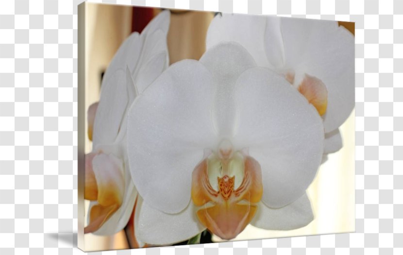 Moth Orchids Floristry Petal - Flowering Plant - Orchid White Transparent PNG