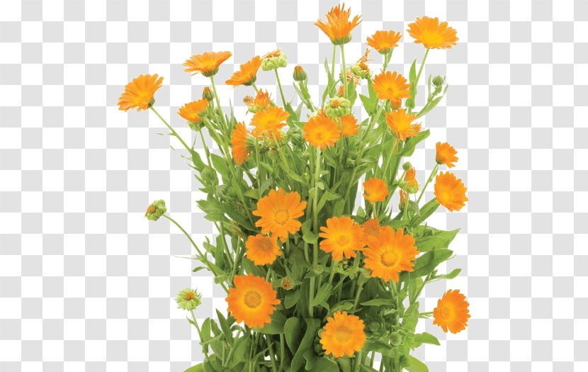 Calendula Officinalis Flower Orange Shrub Stock Photography - Plant Transparent PNG