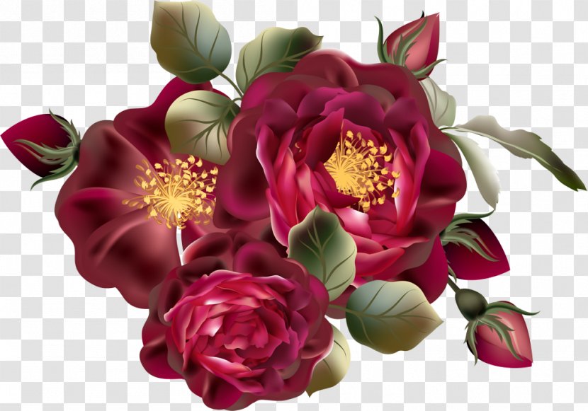 Garden Roses - Flowering Plant - Rose Family Transparent PNG