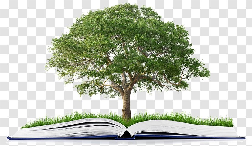 Publishing Book Tree Stock Photography Organization - Writer Transparent PNG
