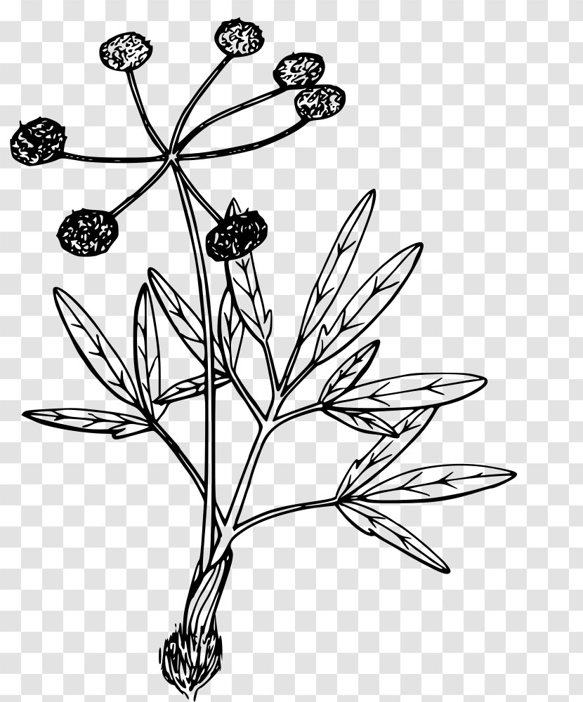 Plant Flower Leaf Pedicel Stem - Blackandwhite Grass Transparent PNG