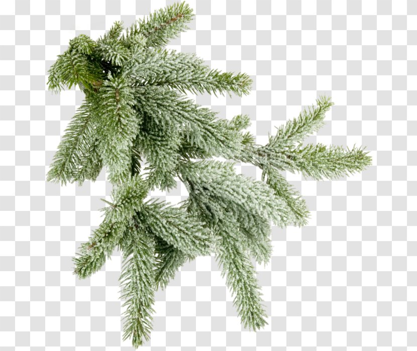 Clip Art - Fir - Noel Baba Resimleri Transparent PNG