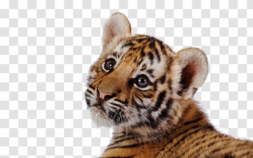 Tiger Leopard Clip Art - Terrestrial Animal - Transparent Images Transparent PNG
