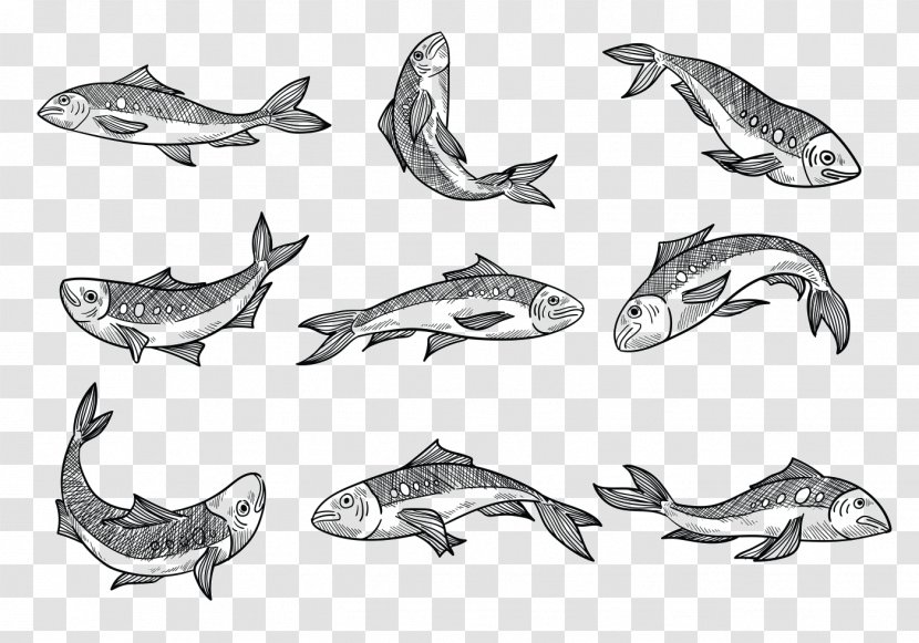 Sardine Sketch Drawing Vector Graphics - Marine Mammal - Fish Transparent PNG