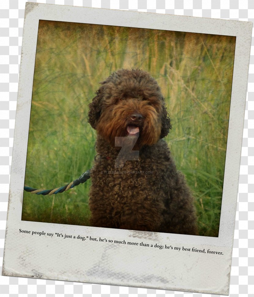 Miniature Poodle Lagotto Romagnolo Spanish Water Dog Barbet Portuguese - Breed - Best Friends Forever Transparent PNG