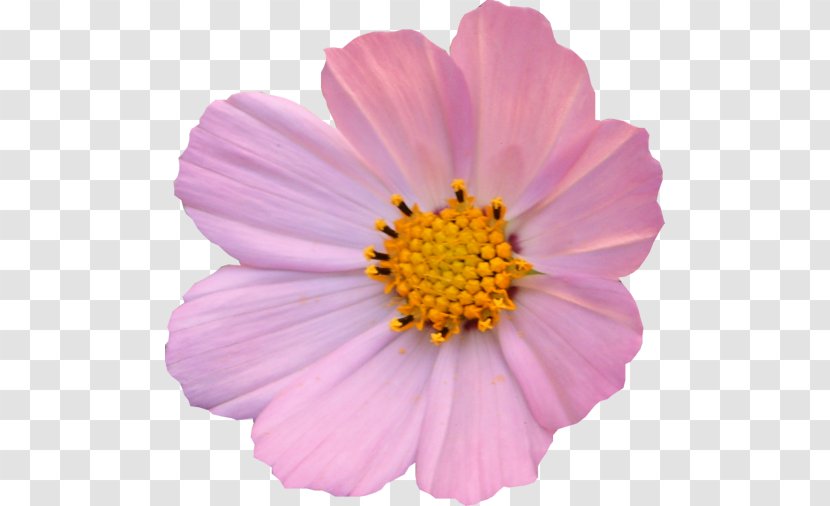 Garden Cosmos Transparent PNG