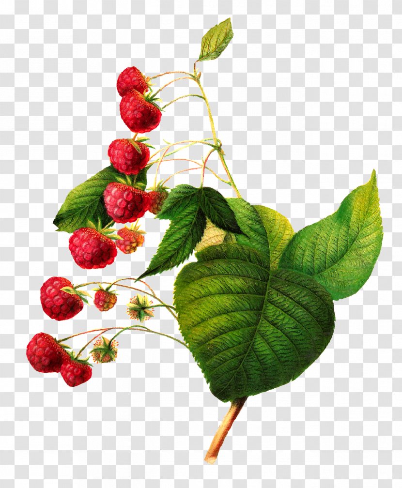 Red Raspberry Clip Art - Rubus Transparent PNG