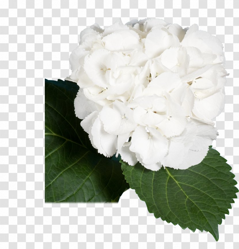 Hydrangea Centifolia Roses Gardenia Cut Flowers - Rose Family - Hortensia Transparent PNG