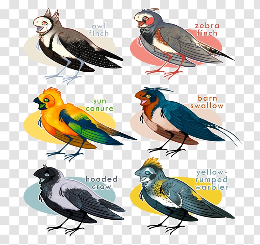 Beak Finches Fauna Feather - Finch Transparent PNG