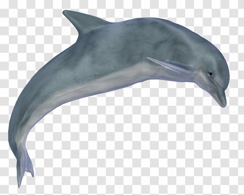 Dolphin Clip Art - Stenella Transparent PNG