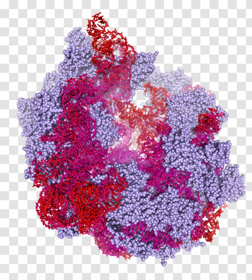 Biochemistry Enzyme Protein Ribosome Molecular Biology - Glitter Transparent PNG