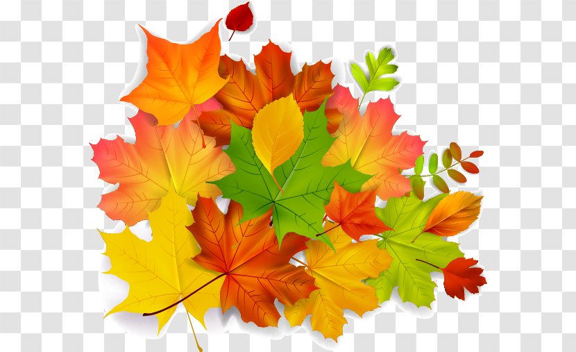 Maple Leaf Autumn - Flowering Plant - Leaves Transparent PNG