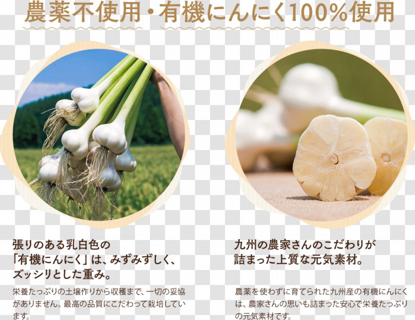 Kenkoukazoku Garlic Dietary Supplement Functional Food Yolk - Grass Transparent PNG
