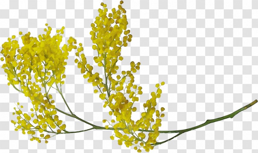 Flower Plant Yellow Branch Leaf - Paint - Goldenrod Stem Transparent PNG