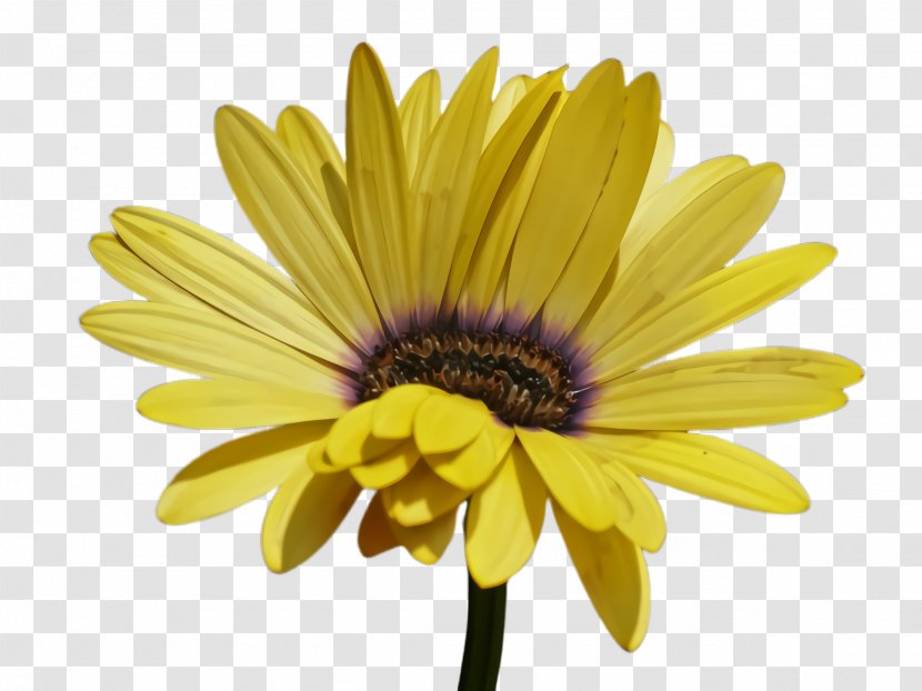 School Board Background - Blackeyed Susan - Perennial Plant Aster Transparent PNG