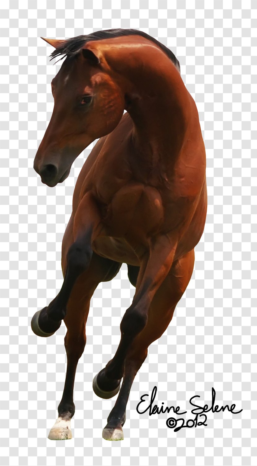 Shire Horse Colt Mare Foal Stallion - Bridle Transparent PNG