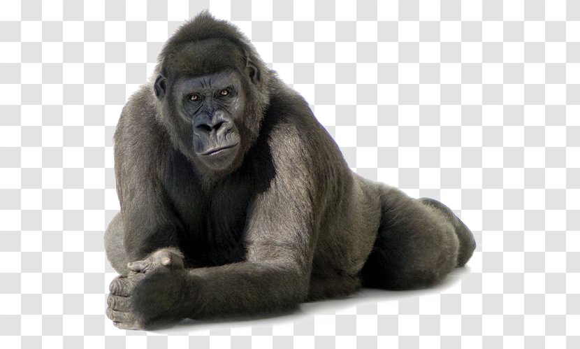 Gorillas - Mammal - Black Gorilla Transparent PNG
