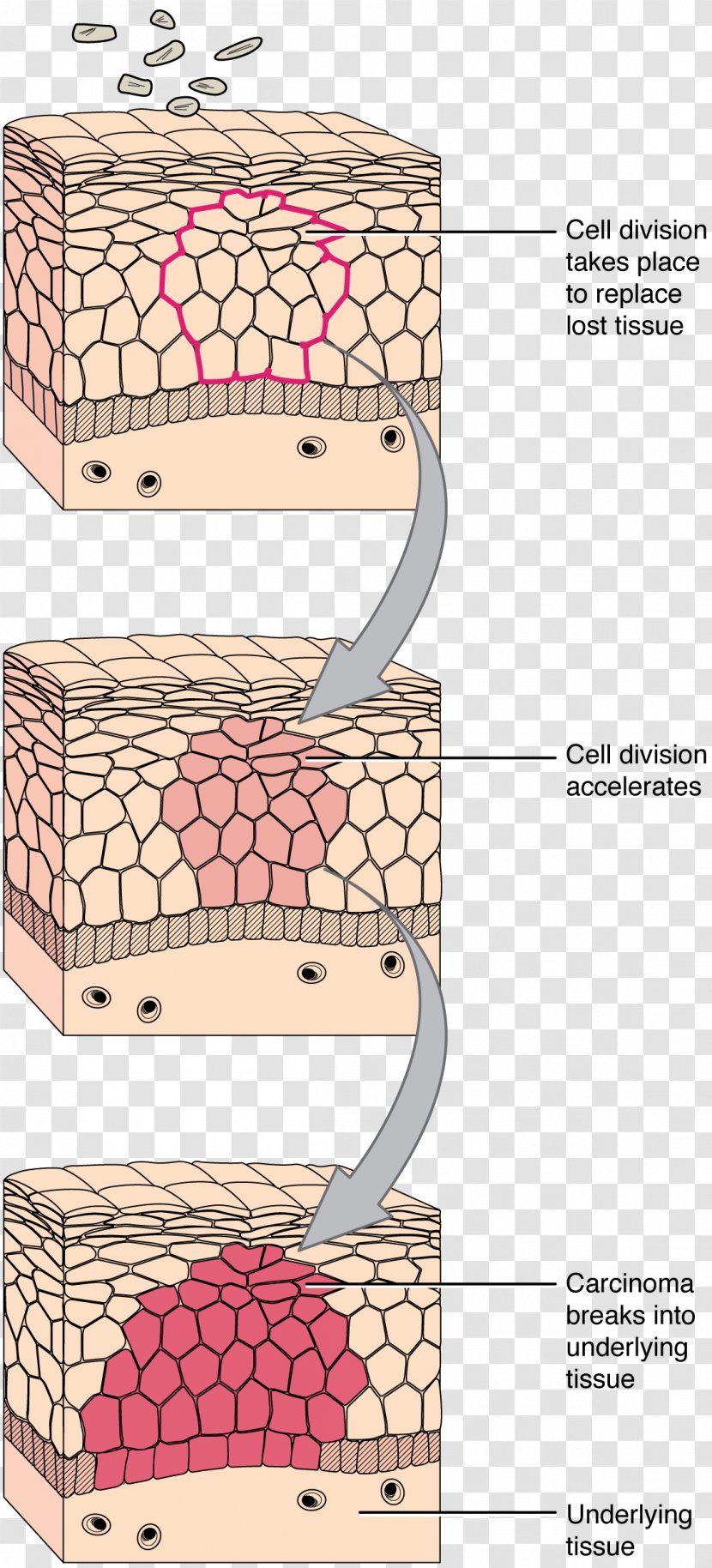 Transitional Epithelium Connective Tissue Cell - Text - TISSUE Transparent PNG