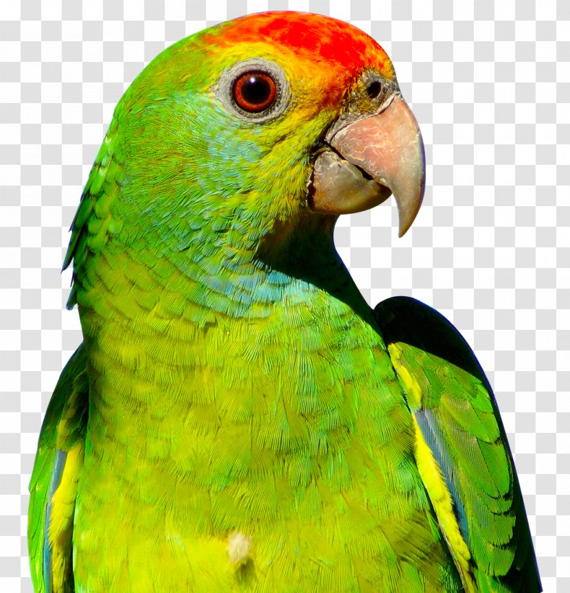 Parrot Budgerigar Bird Transparent PNG