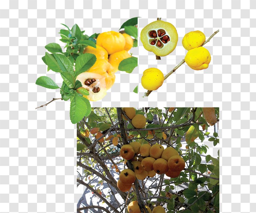 Aronia Melanocarpa Juice Fruit Tree Nature Transparent PNG