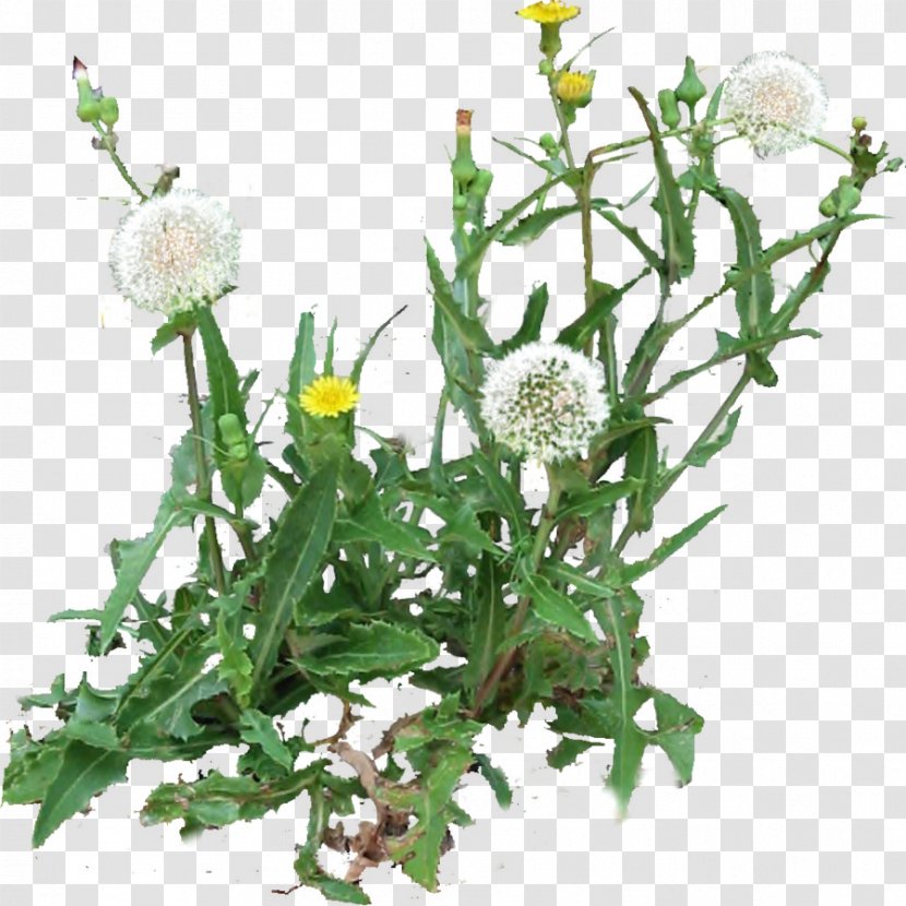 Dandelion Roman Chamomile Cut Flowers Plant - Herb Transparent PNG