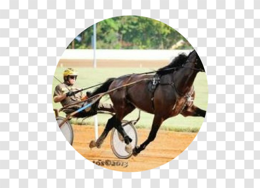 Rein Stallion Horse Harnesses Mustang Bridle - Chariot Transparent PNG