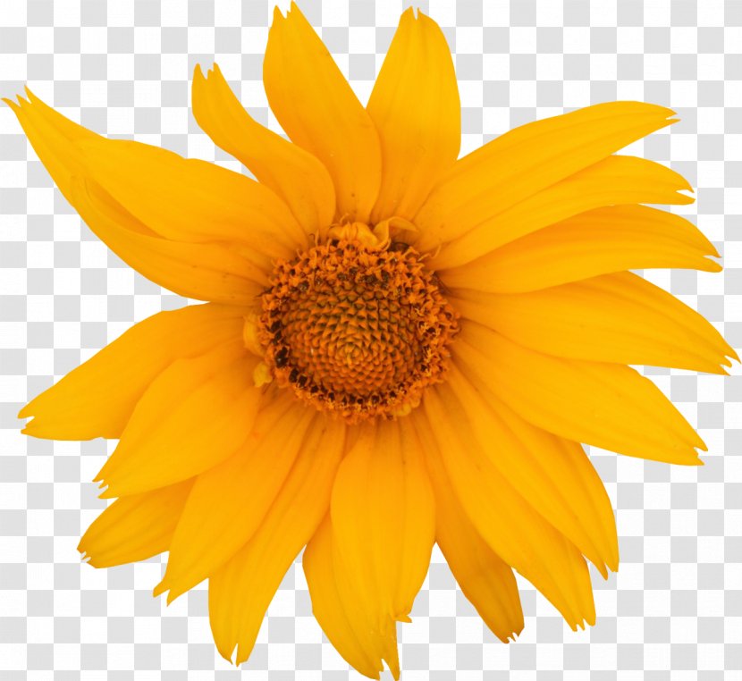 Common Sunflower Royalty-free Drawing Clip Art - Marigold Transparent PNG