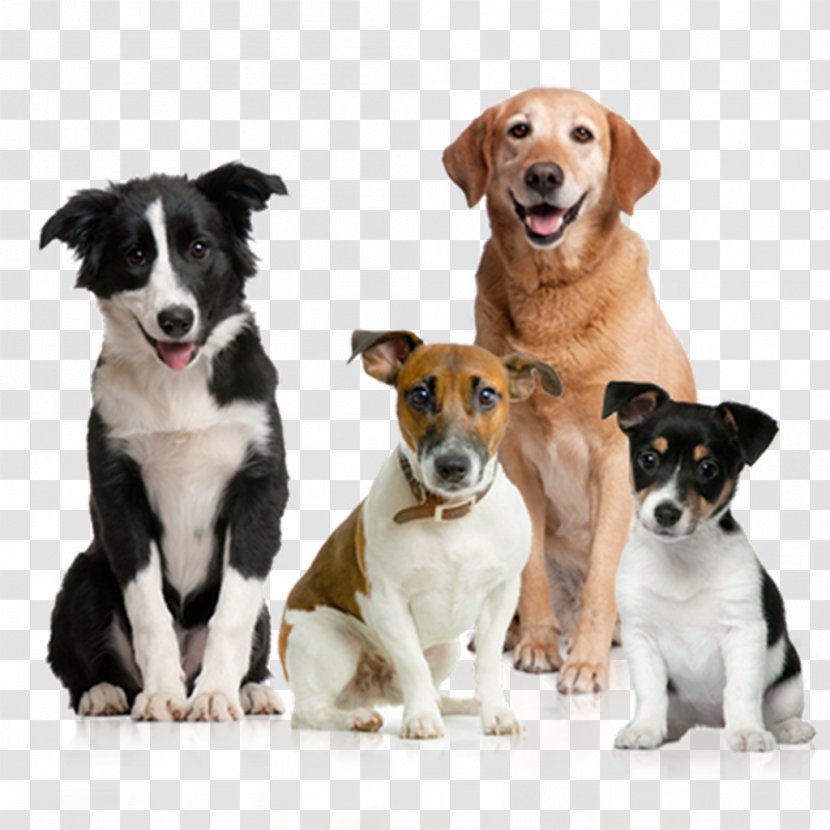 Dog Pet Sitting Puppy Clip Art Transparent PNG