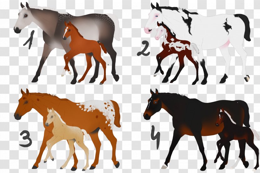 Mustang Foal Mare Appaloosa American Paint Horse - Wildlife Transparent PNG
