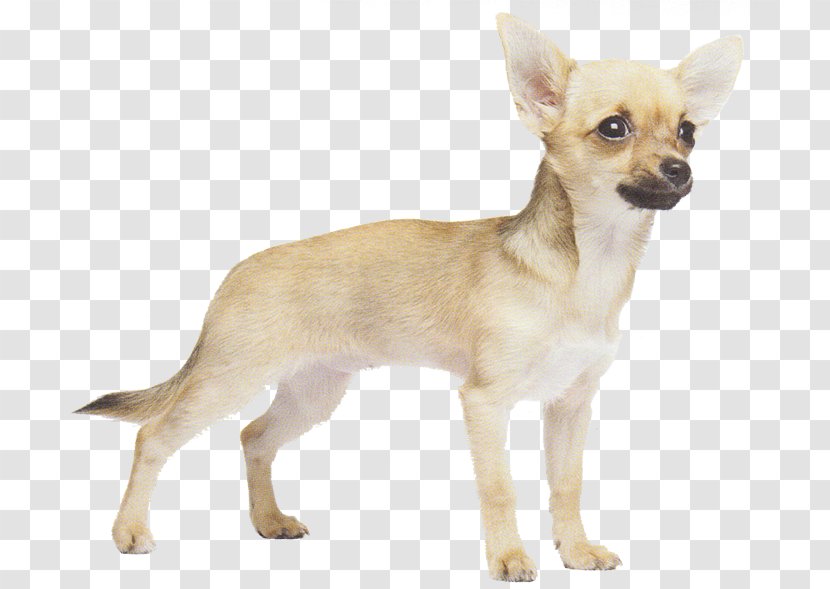 Corgi-Chihuahua Russkiy Toy Dog Breed Puppy - Carnivoran Transparent PNG