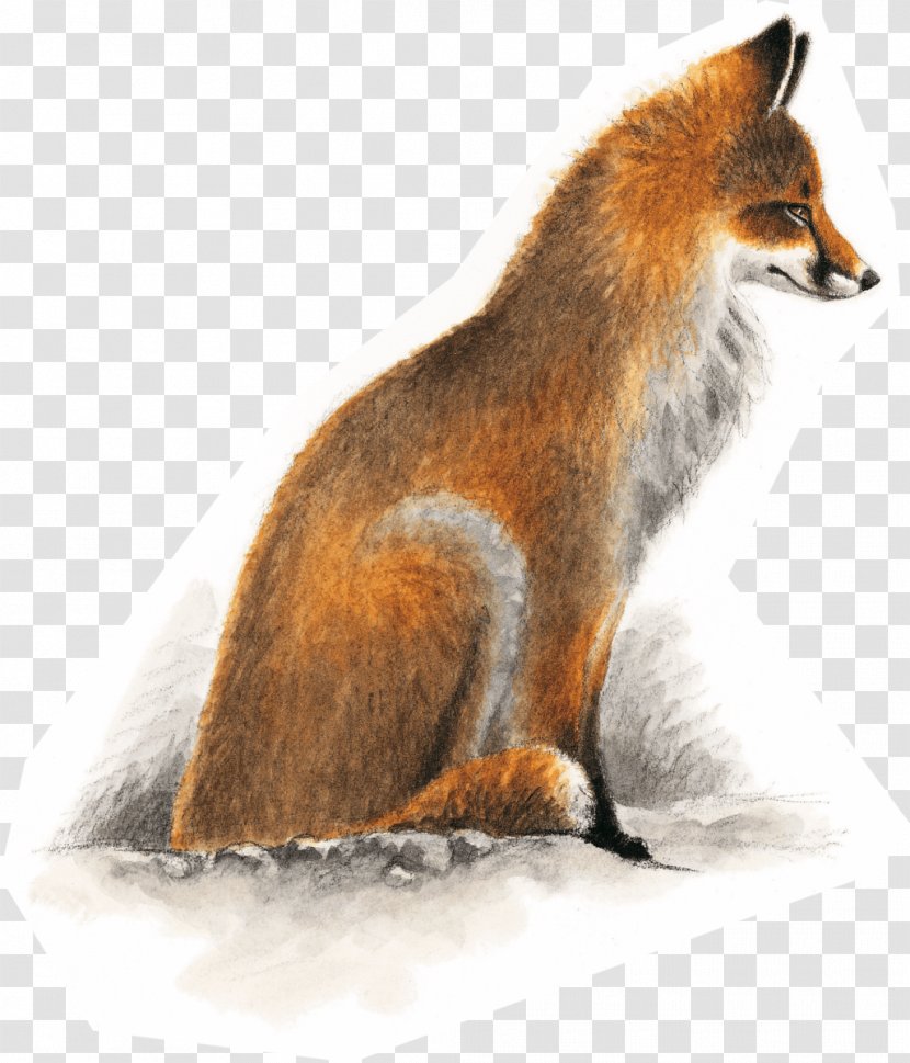 Red Fox European Badger Dhole Kit Gray - Snout Transparent PNG