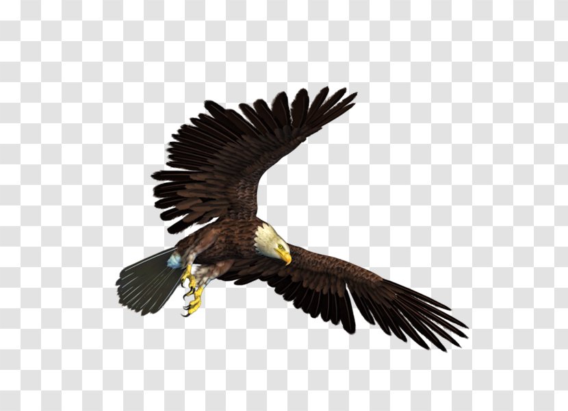 Bald Eagle Clip Art - Beak Transparent PNG