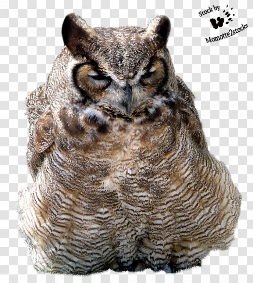 Tawny Owl Bird Great Horned - Cut Transparent PNG