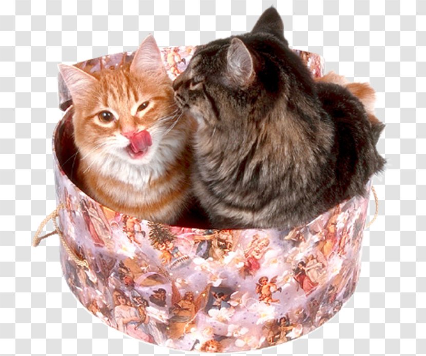 Cat Kitten Pet Transparent PNG
